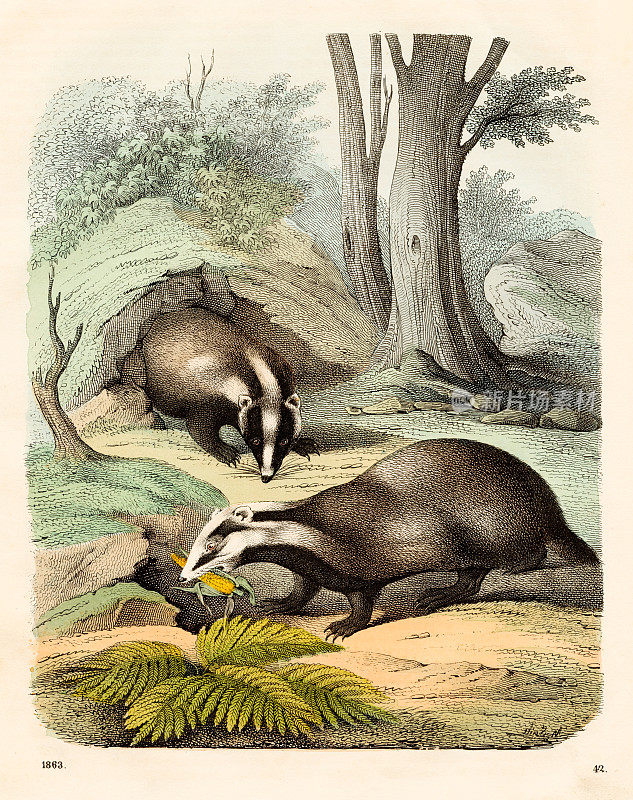 獾- 1863年《世界之书》中非常罕见的盘子